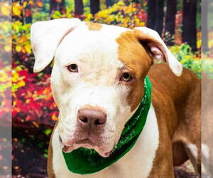 Bulldog-Unknown Mix Dogs for adoption in Sanford, FL, USA