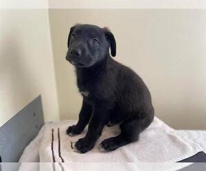 German Shepherd Dog Dogs for adoption in Pasadena, CA, USA