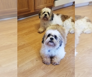 Shih Apso Dogs for adoption in Mundelein, IL, USA