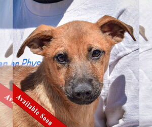 Pembroke Welsh Corgi-Red Heeler Mix Dogs for adoption in Huntley, IL, USA