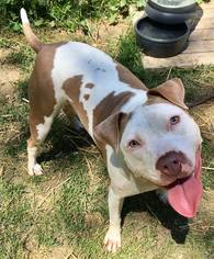 American Pit Bull Terrier Dogs for adoption in Clarkston, MI, USA