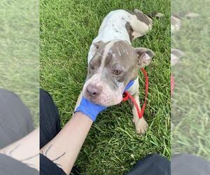 American Bulldog-Unknown Mix Dogs for adoption in Houston, TX, USA