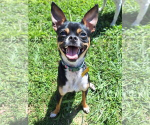 Italian Greyhuahua Dogs for adoption in Davis, CA, USA