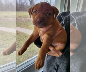 American Pit Bull Terrier-Labrador Retriever Mix Dogs for adoption in Clarkston, MI, USA