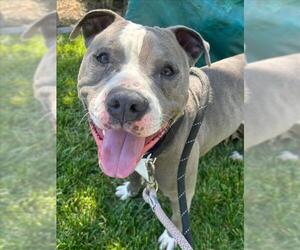 American Pit Bull Terrier Dogs for adoption in Woodland, CA, USA