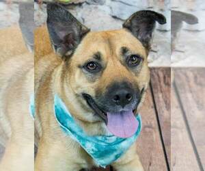 Basset Hound-Unknown Mix Dogs for adoption in Kennesaw, GA, USA