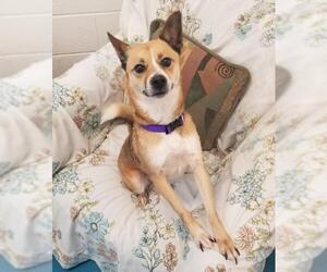 Shiba Inu-Unknown Mix Dogs for adoption in Muskegon, MI, USA