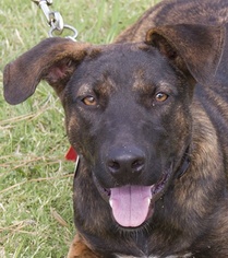 Labrador Retriever Dogs for adoption in Norman, OK, USA
