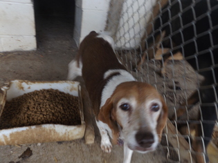 Beagle Dogs for adoption in Zaleski, OH, USA