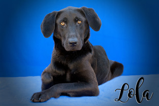 Labrador Retriever Dogs for adoption in Livingston , LA, USA