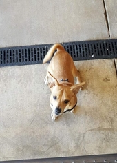 Chihuahua Dogs for adoption in Clearlake, CA, USA
