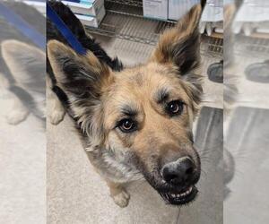 German Shepherd Dog-Unknown Mix Dogs for adoption in Bakersfield, CA, USA