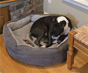 American Pit Bull Terrier Dogs for adoption in Derwood, MD, USA