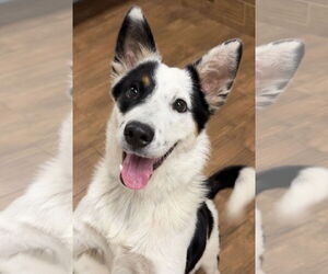Border Collie-Unknown Mix Dogs for adoption in Green Forest, AR, USA