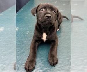 Black and Tan Coonhound Dogs for adoption in Mobile, AL, USA