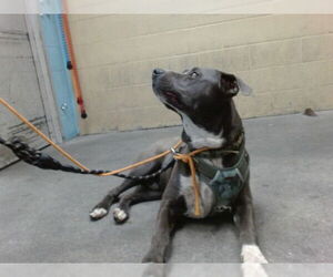 American Pit Bull Terrier-Unknown Mix Dogs for adoption in Downey, CA, USA