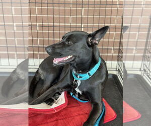 Huskies -Labrador Retriever Mix Dogs for adoption in The Woodlands, TX, USA