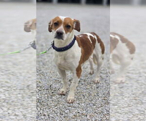 Beagle-Unknown Mix Dogs for adoption in Osgood, IN, USA