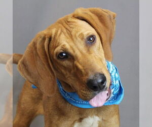 Mutt Dogs for adoption in Newfoundland, PA, USA
