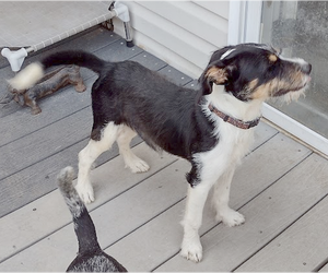 Mutt Dogs for adoption in Camden, SC, USA