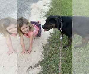 Labrador Retriever-Unknown Mix Dogs for adoption in Rockaway, NJ, USA