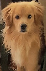 Medium Photo #1 Golden Retriever-Unknown Mix Puppy For Sale in Baileyton, AL, USA