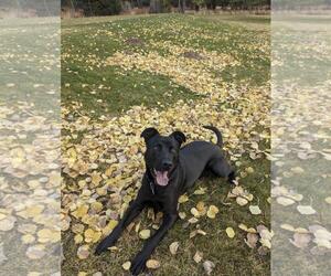 American Pit Bull Terrier-German Shepherd Dog Mix Dogs for adoption in Incline Village, NV, USA