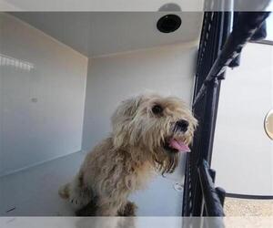 Dandie Dinmont Terrier-Unknown Mix Dogs for adoption in Houston, TX, USA