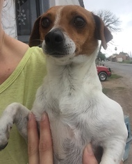 Small Dachshund-Jack Russell Terrier Mix