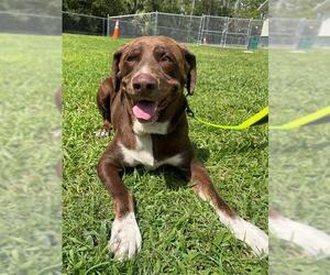 Labrador Retriever Dogs for adoption in Naples, FL, USA