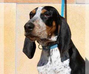Bluetick Coonhound Dogs for adoption in Albuquerque, NM, USA