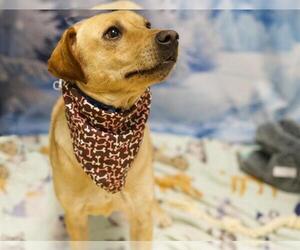 Labbe Dogs for adoption in Placerville, CA, USA