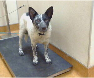Mutt Dogs for adoption in Sacramento, CA, USA