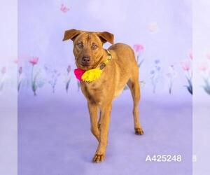 Medium Photo #1 Labrador Retriever Puppy For Sale in Conroe, TX, USA