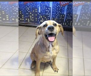 Labrador Retriever Dogs for adoption in Carrollton, TX, USA