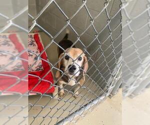 Beagle Dogs for adoption in Camden, TN, USA