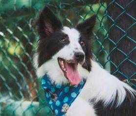Border Collie Dogs for adoption in San Ramon, CA, USA