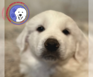 Great Pyrenees Dogs for adoption in Spring, TX, USA
