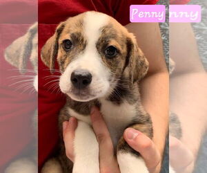 German Shepherd Dog-Unknown Mix Dogs for adoption in Alexander, AR, USA