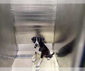 Labrador Retriever-Unknown Mix Dogs for adoption in Fort Lauderdale, FL, USA