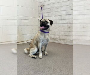 Pug Dogs for adoption in San Bernardino, CA, USA
