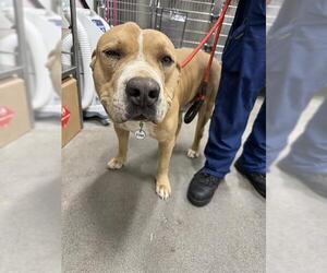 Bulldog Dogs for adoption in Forestville, MD, USA