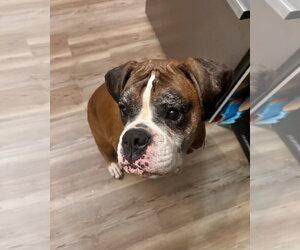 Boxer Dogs for adoption in Dumont, NJ, USA