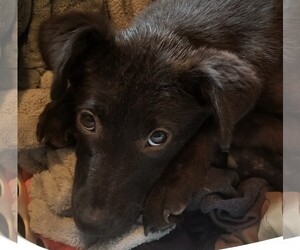 Australian Kelpie-Unknown Mix Dogs for adoption in Brownsboro, AL, USA