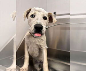 Labrador Retriever-Unknown Mix Dogs for adoption in New London, WI, USA