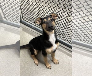 Mutt Dogs for adoption in Sterling, MA, USA