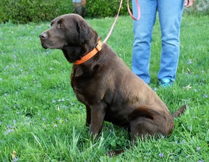 Labrador Retriever Dogs for adoption in Middletown, MD, USA