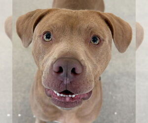 Mutt Dogs for adoption in Jefferson, WI, USA