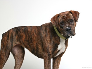 Boxer Dogs for adoption in Eden Prairie, MN, USA