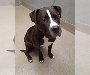 Mutt Dogs for adoption in Las Vegas, NV, USA